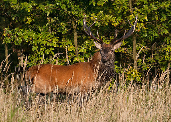 Rotwild (Cervus elaphus)