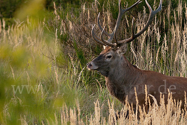 Rotwild (Cervus elaphus)