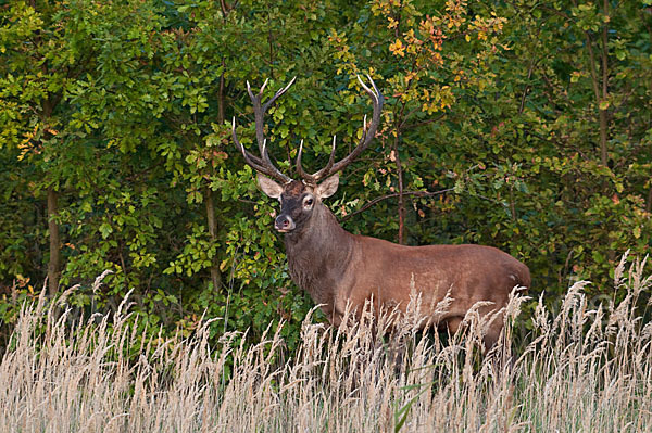 Rotwild (Cervus elaphus)