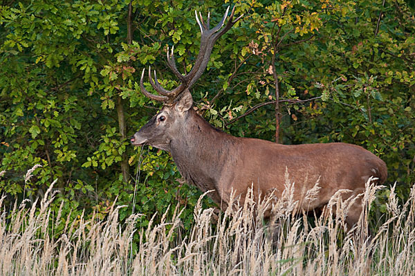 Rotwild (Cervus elaphus)