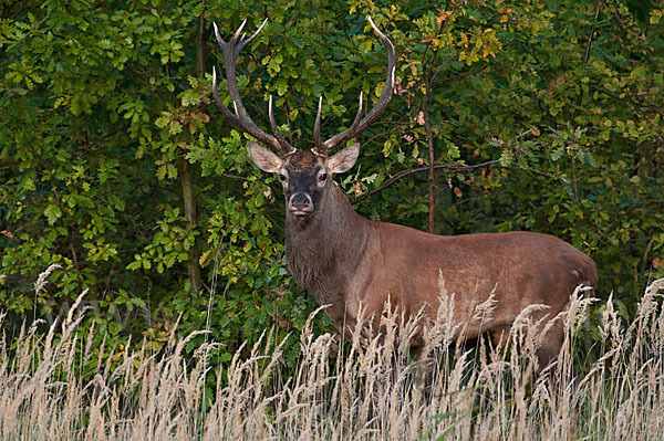 Rotwild (Cervus elaphus)