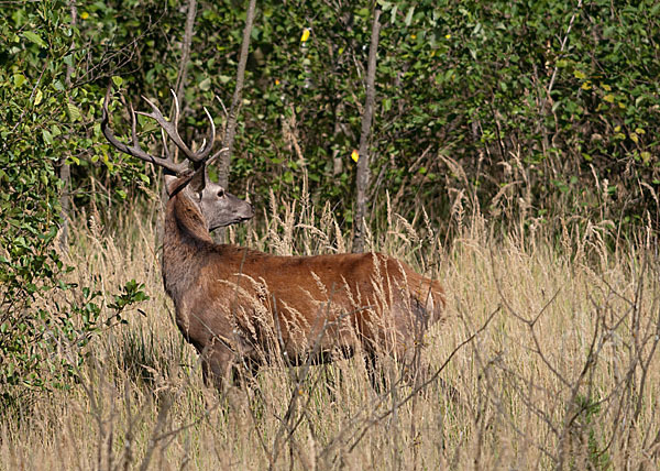 Rotwild (Cervus elaphus)