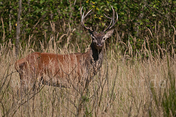 Rotwild (Cervus elaphus)