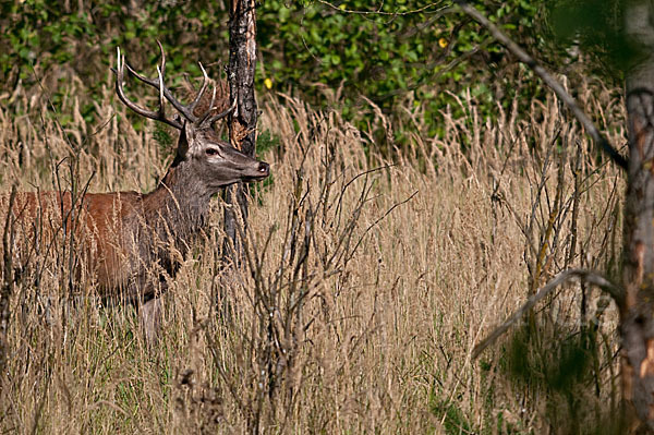 Rotwild (Cervus elaphus)