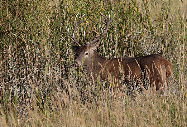 Rotwild (Cervus elaphus)