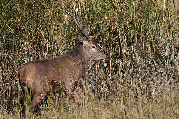 Rotwild (Cervus elaphus)