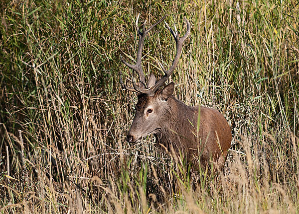 Rotwild (Cervus elaphus)