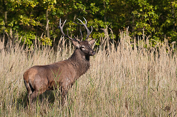 Rotwild (Cervus elaphus)