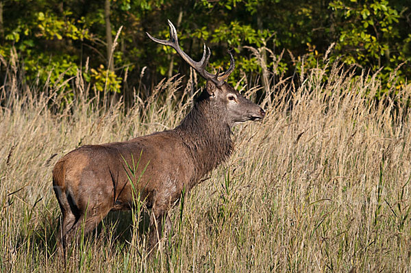 Rotwild (Cervus elaphus)