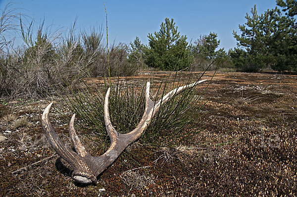 Rotwild (Cervus elaphus)