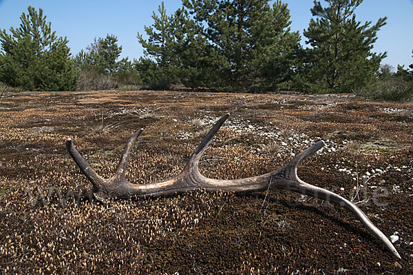 Rotwild (Cervus elaphus)