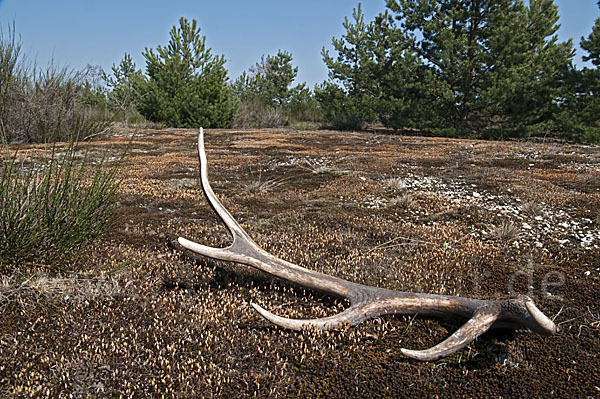 Rotwild (Cervus elaphus)