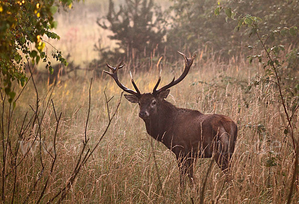 Rotwild (Cervus elaphus)