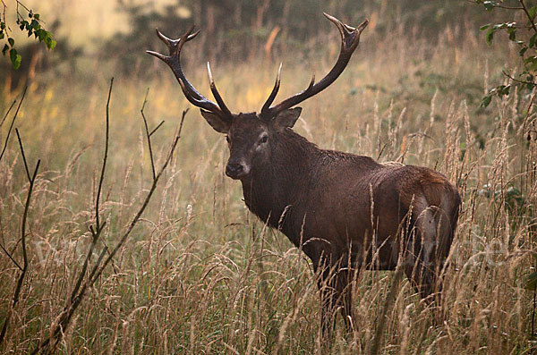 Rotwild (Cervus elaphus)