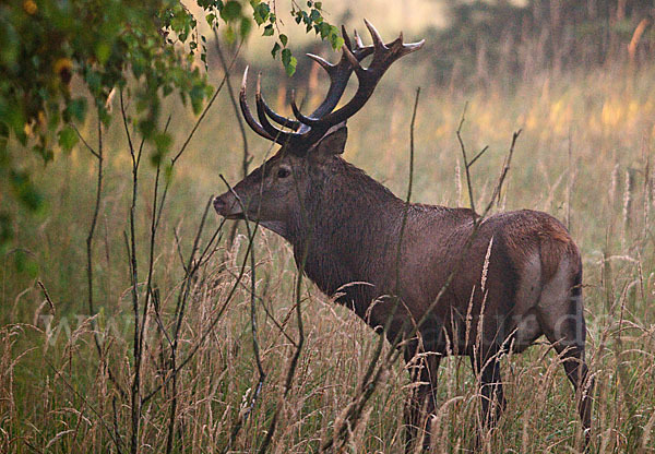 Rotwild (Cervus elaphus)