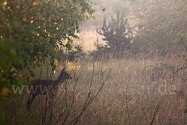 Rotwild (Cervus elaphus)