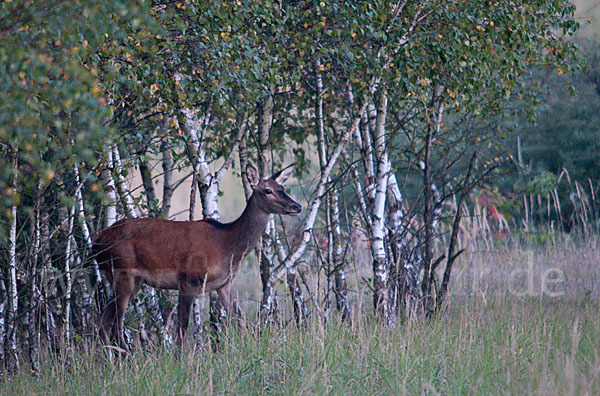 Rotwild (Cervus elaphus)