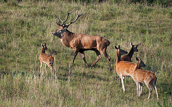 Rotwild (Cervus elaphus)