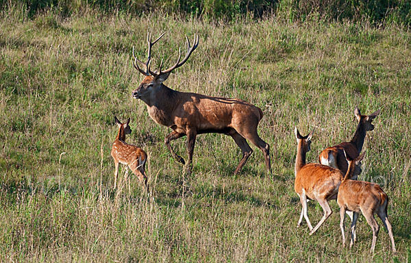 Rotwild (Cervus elaphus)