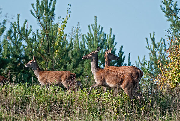 Rotwild (Cervus elaphus)