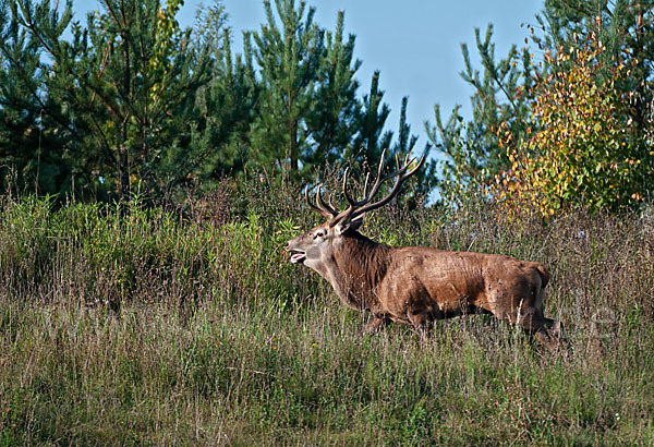 Rotwild (Cervus elaphus)