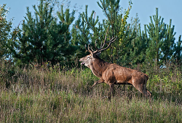 Rotwild (Cervus elaphus)