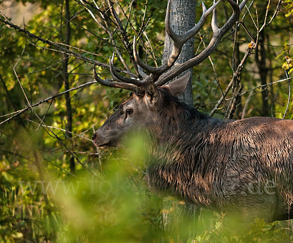 Rotwild (Cervus elaphus)