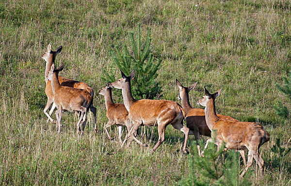 Rotwild (Cervus elaphus)