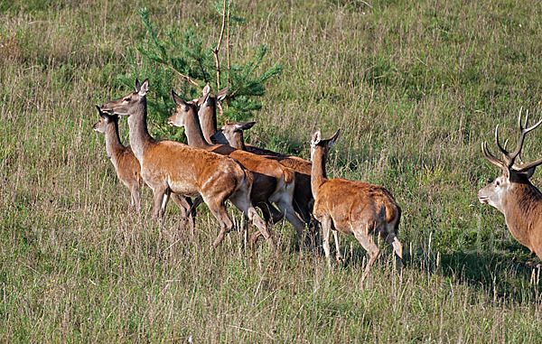 Rotwild (Cervus elaphus)