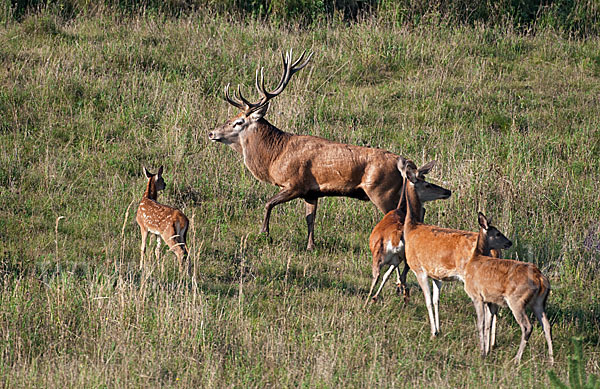 Rotwild (Cervus elaphus)