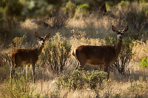 Rotwild (Cervus elaphus)