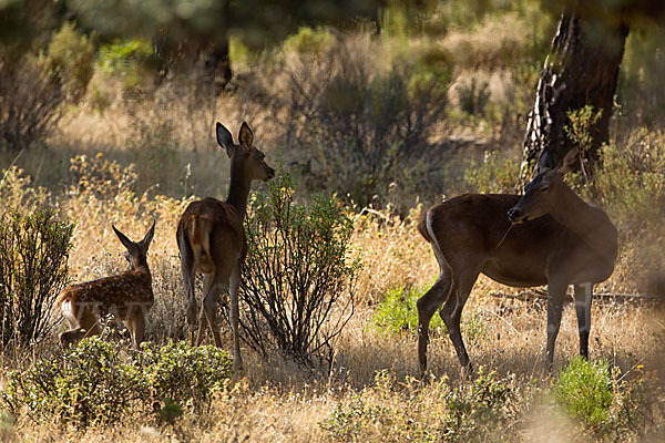 Rotwild (Cervus elaphus)