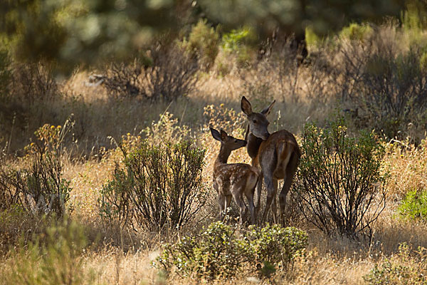 Rotwild (Cervus elaphus)