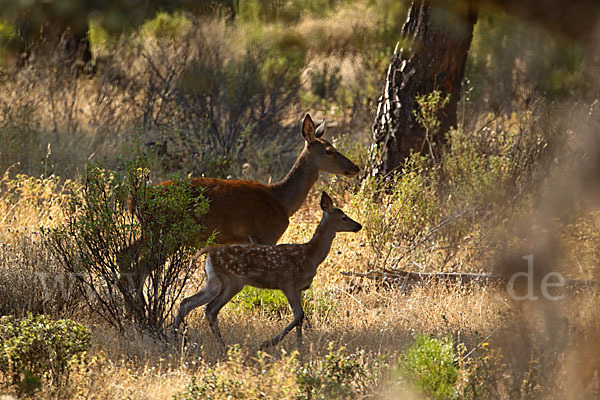 Rotwild (Cervus elaphus)