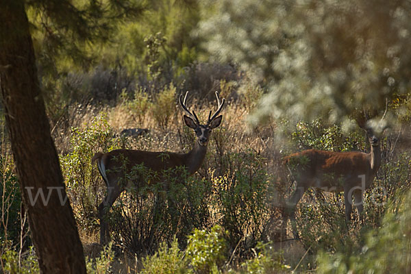 Rotwild (Cervus elaphus)