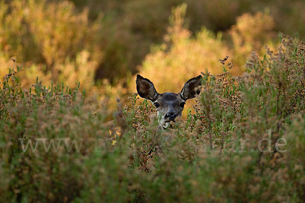 Rotwild (Cervus elaphus)