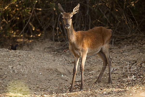 Rotwild (Cervus elaphus)