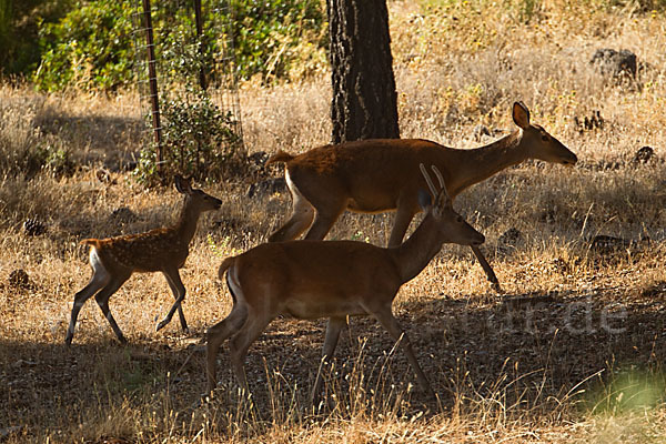 Rotwild (Cervus elaphus)