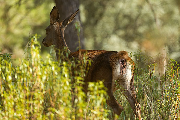 Rotwild (Cervus elaphus)