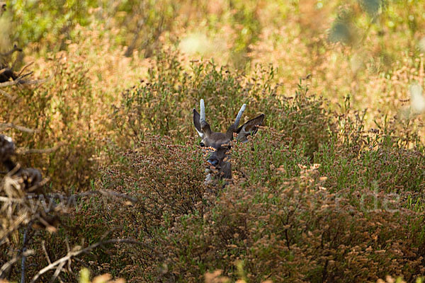 Rotwild (Cervus elaphus)