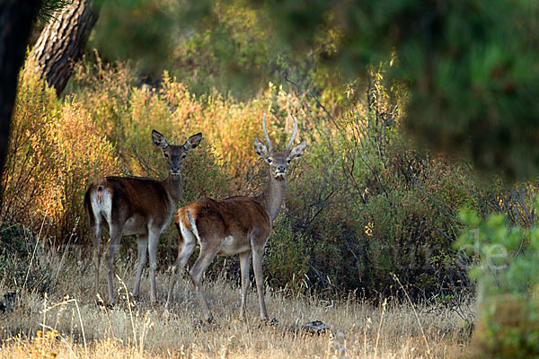 Rotwild (Cervus elaphus)