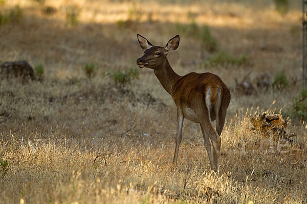 Rotwild (Cervus elaphus)