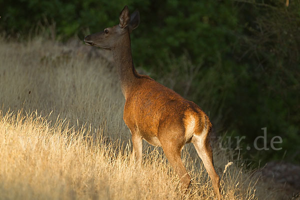 Rotwild (Cervus elaphus)