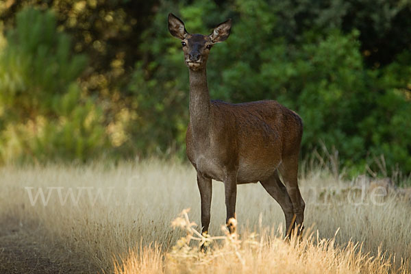 Rotwild (Cervus elaphus)