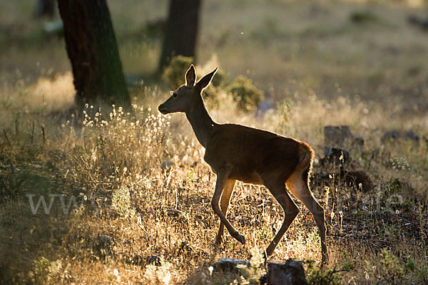 Rotwild (Cervus elaphus)