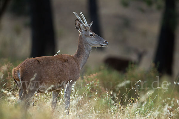 Rotwild (Cervus elaphus)