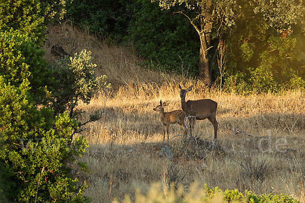 Rotwild (Cervus elaphus)