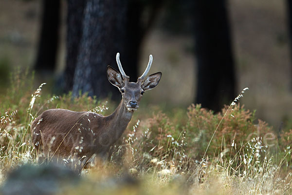 Rotwild (Cervus elaphus)