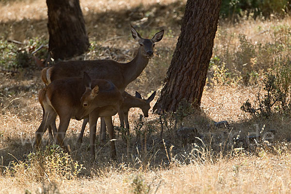 Rotwild (Cervus elaphus)