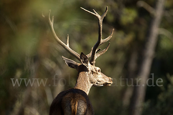 Rotwild (Cervus elaphus)